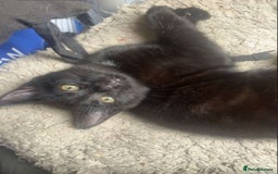 Mixed Breed cats for sale: Beautiful girl for sale  - Image 3