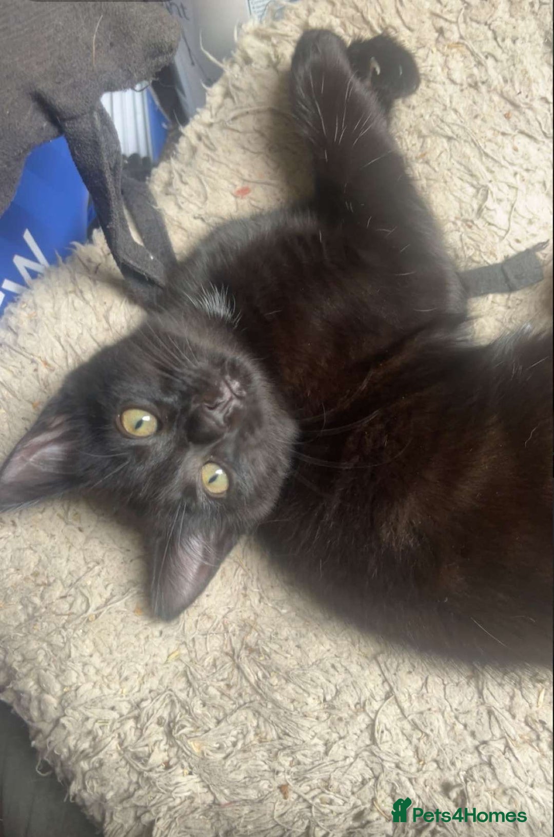 Mixed Breed cats for sale: Beautiful girl for sale  - Image 3