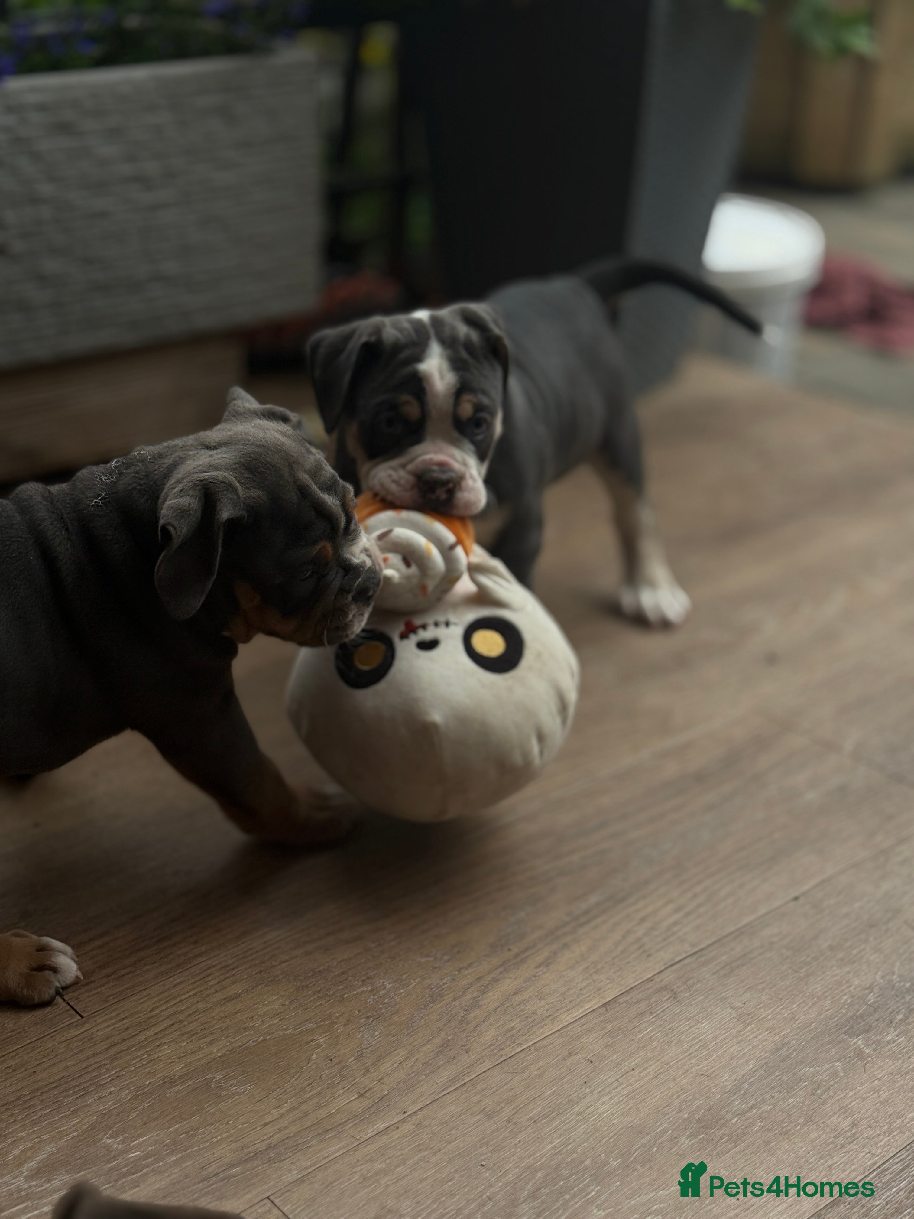 Olde English Bulldogge dogs 🔥🔥Champion bloodline Olde English Buldogs🔥🔥 - Advert 2