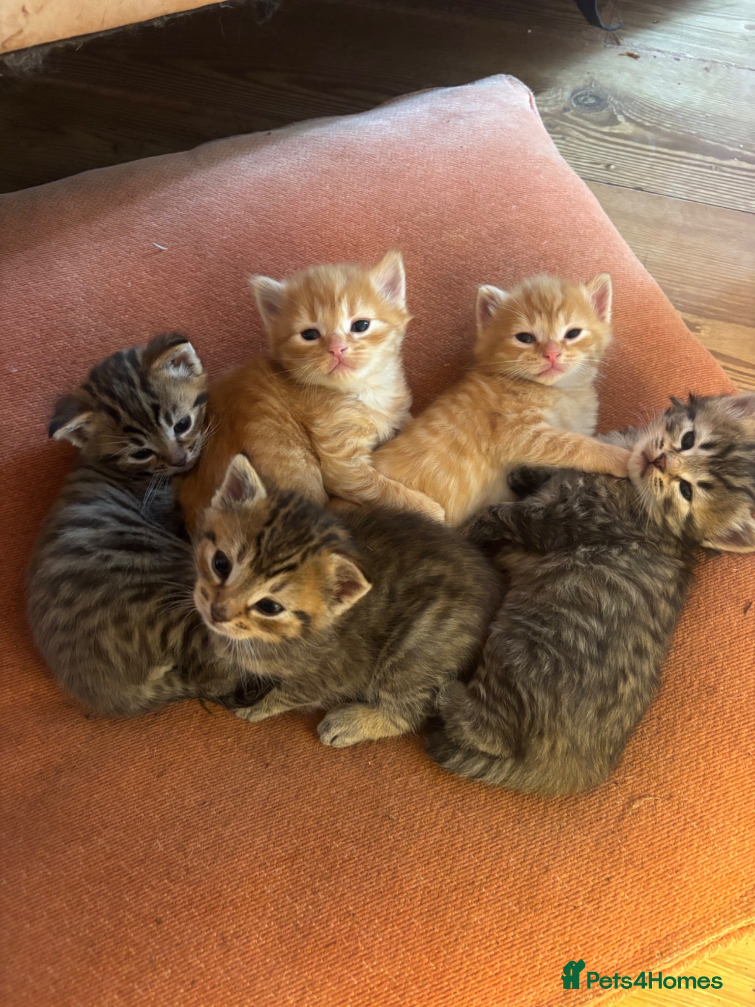 Mixed Breed cats Sweet tabby kittens (2 boys, 1girl) - Advert 3