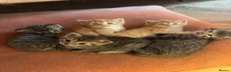 Mixed Breed cats for sale: Sweet tabby kittens (2 boys, 1girl) - Advert 1