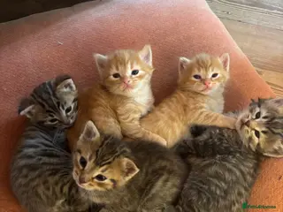 Mixed Breed cats Sweet tabby kittens (2 boys, 1girl) - Advert 1