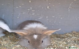 Lionhead rabbits for sale: Double main  lionhead bunnies  - Image 9
