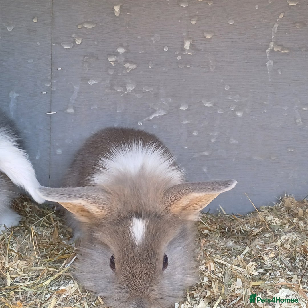 Lionhead rabbits for sale: Double main  lionhead bunnies  - Image 9