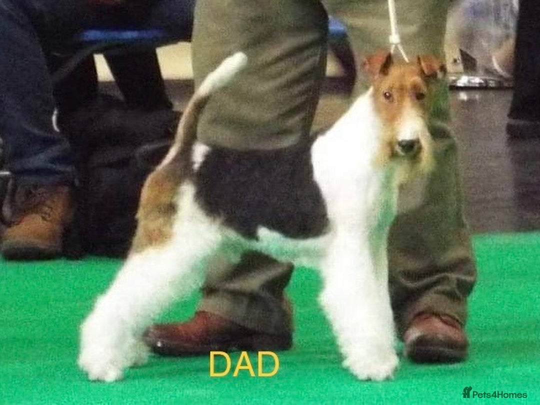 Fox Terrier dogs for sale: Stunning VDEGS Clear Wire Haired Fox Terriers - Image 6