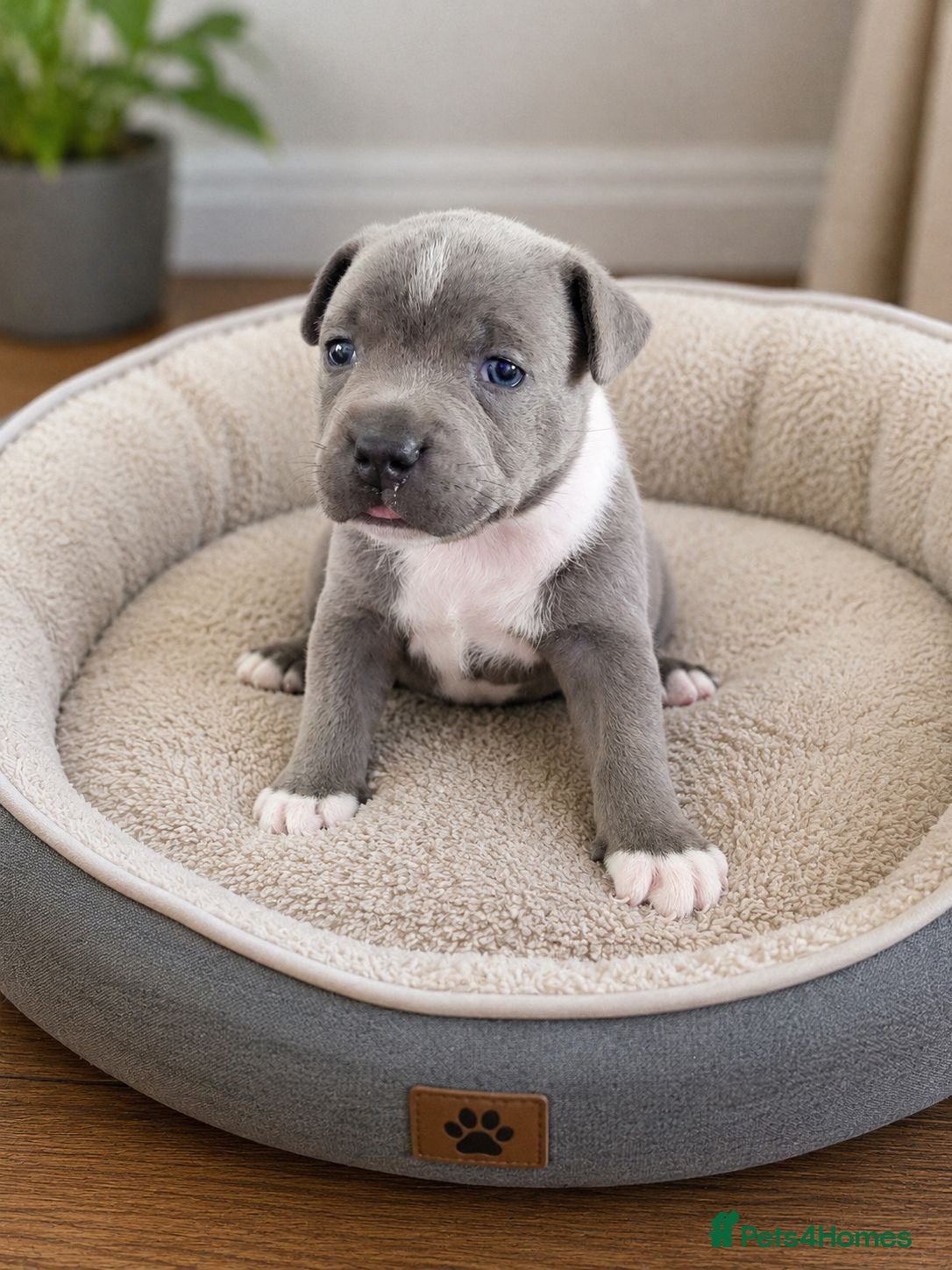 Staffordshire Bull Terrier dogs LAST BOYKc registered blue staffys - Advert 7