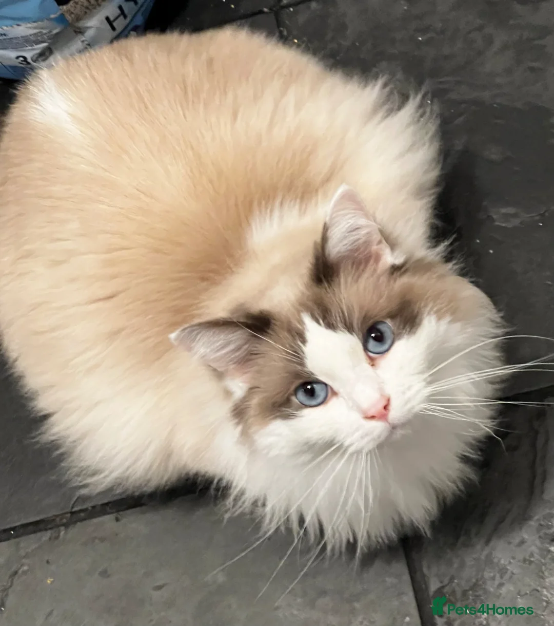 Ragdoll cats for sale: Beautiful Blue-Eyed Ragdoll Cat for Sale in Yeovil - Advert 3