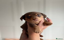 Miniature Dachshund dogs for sale: Kc reg Miniature Dachshund Puppies 🐶 💕 - Image 8