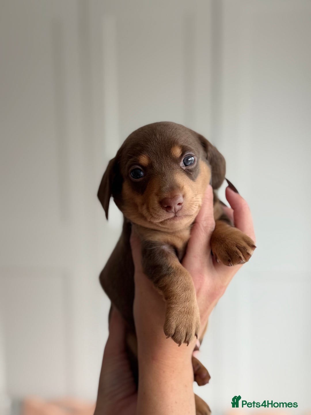 Miniature Dachshund dogs for sale: Kc reg Miniature Dachshund Puppies 🐶 💕 - Image 8