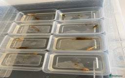 Axolotl reptiles for sale: Beautiful Baby Axolotls  - Image 3