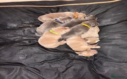 Staffordshire Bull Terrier dogs for sale: 7 gorgeous blue/lilac staffies - Image 5
