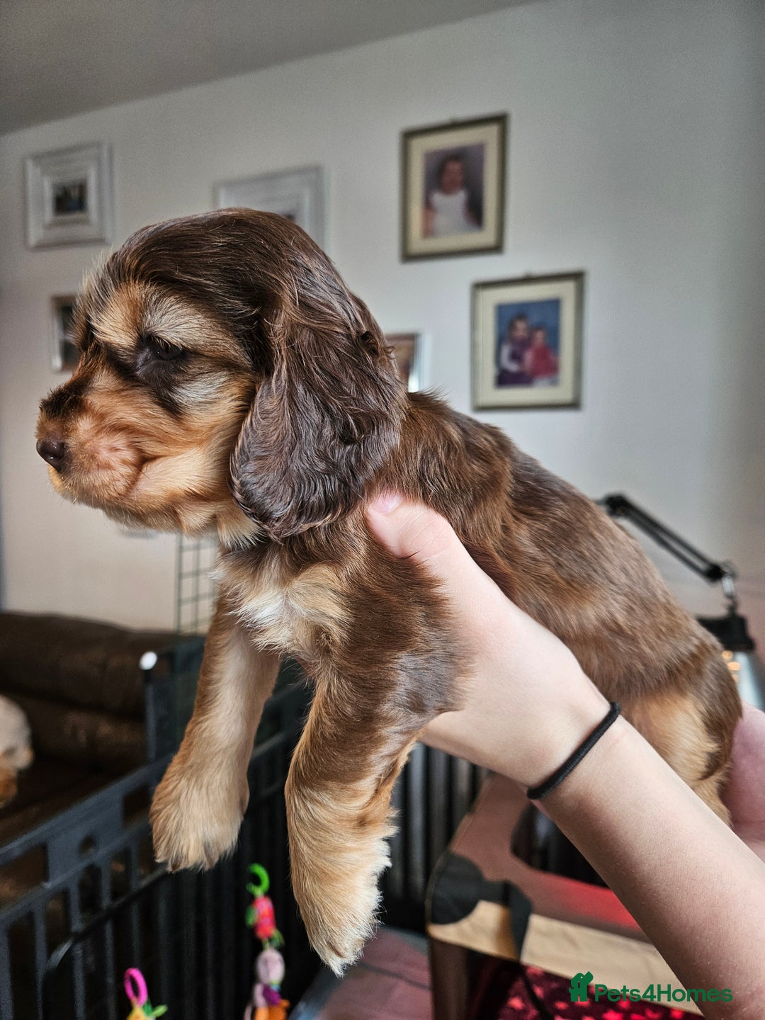 Cocker Spaniel dogs for sale: Sable Show Cocker spaniel Puppies ready now - Image 16