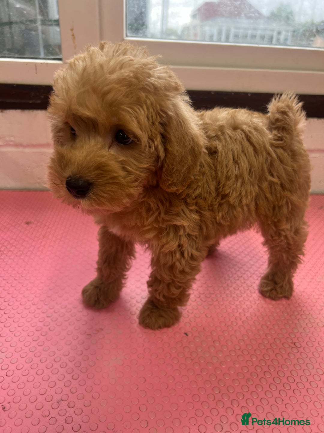 Mixed Breed dogs for sale: Miniature schnoodle girl ready to leave  - Image 10