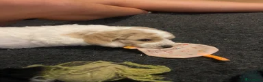 Cockaposhon Girl