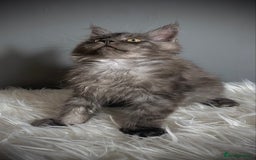 Maine Coon cats for sale: TICA Registered Black Smoke Male / Silver Male  - Image 4