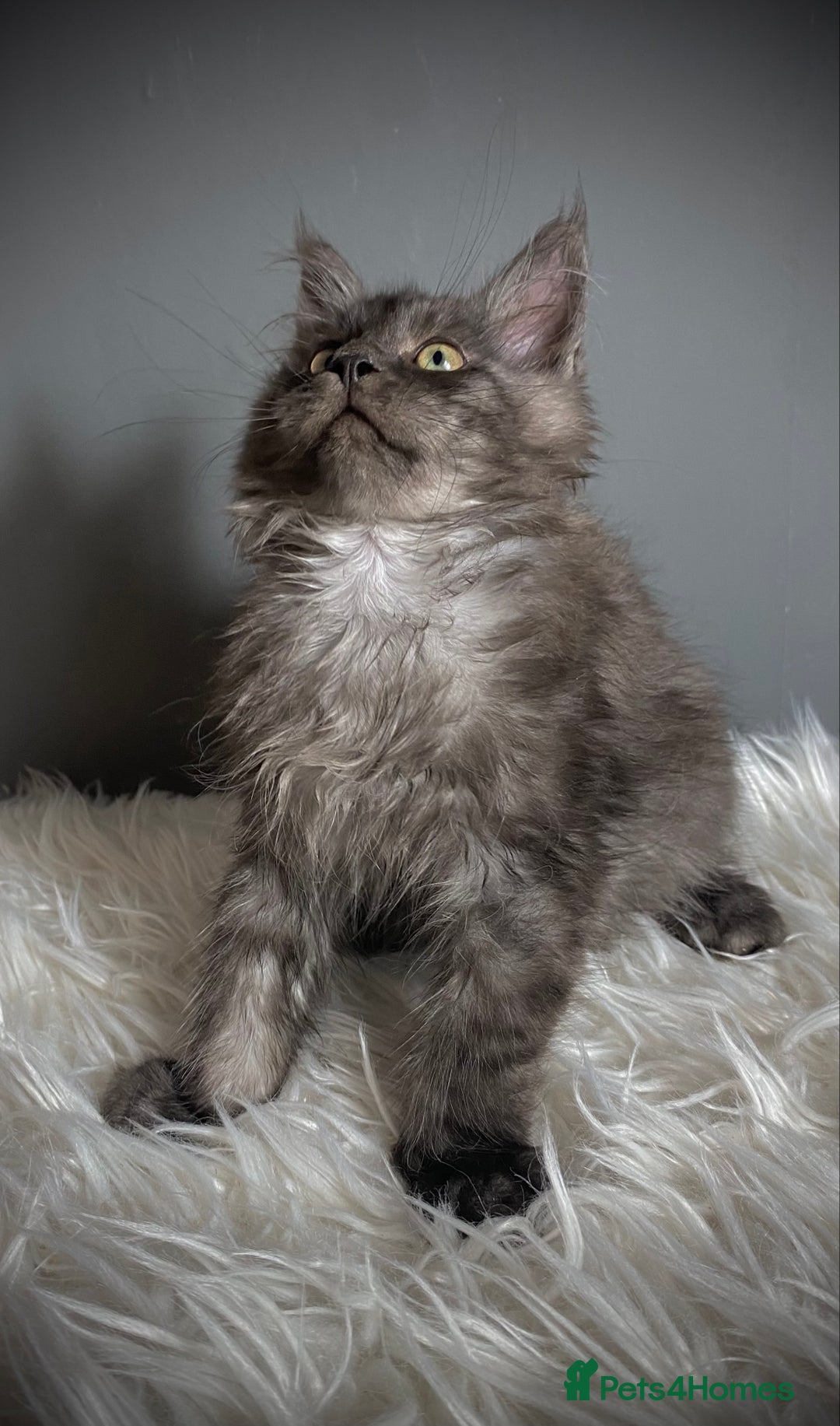 Maine Coon cats for sale: TICA Registered Black Smoke Male / Silver Male  - Image 4
