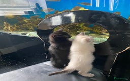 Mixed Breed cats for sale: X Siamese Adorable Kittens (white reserved now) - Image 2