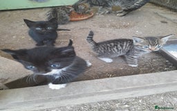 Aegean cats for sale: Agean x Kittens for sale - Image 1