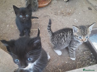 Aegean cats - Advert 3