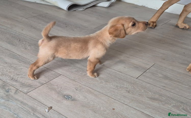 Labrador Retriever dogs - Advert 7