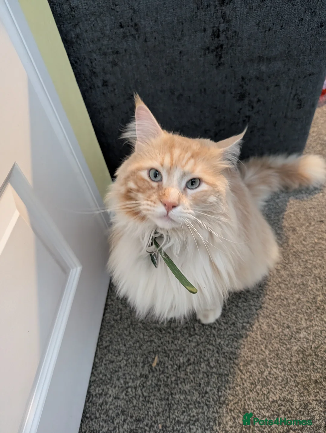 Maine Coon cats for sale: Male Maincoon  - Advert 1