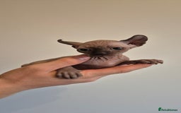 Sphynx cats for sale: Silver elf and black little babies - Image 28