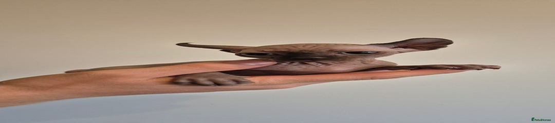 Sphynx Kitten 8