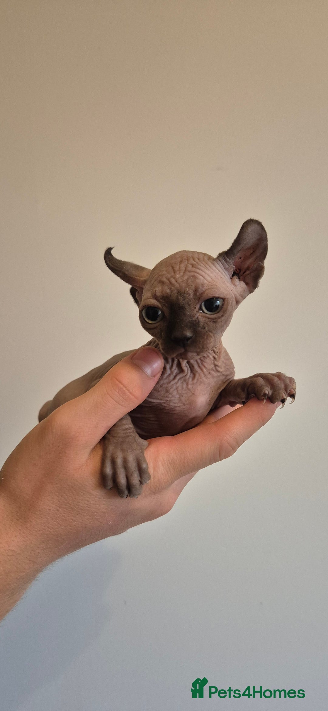 Sphynx cats for sale: Silver elf and black little babies - Image 28
