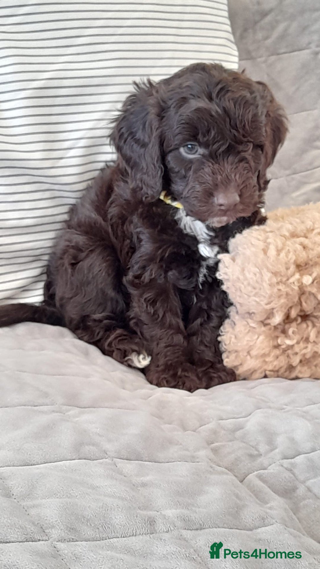 Cockapoo dogs Exceptional F1 cockapoo puppies  - Advert 2