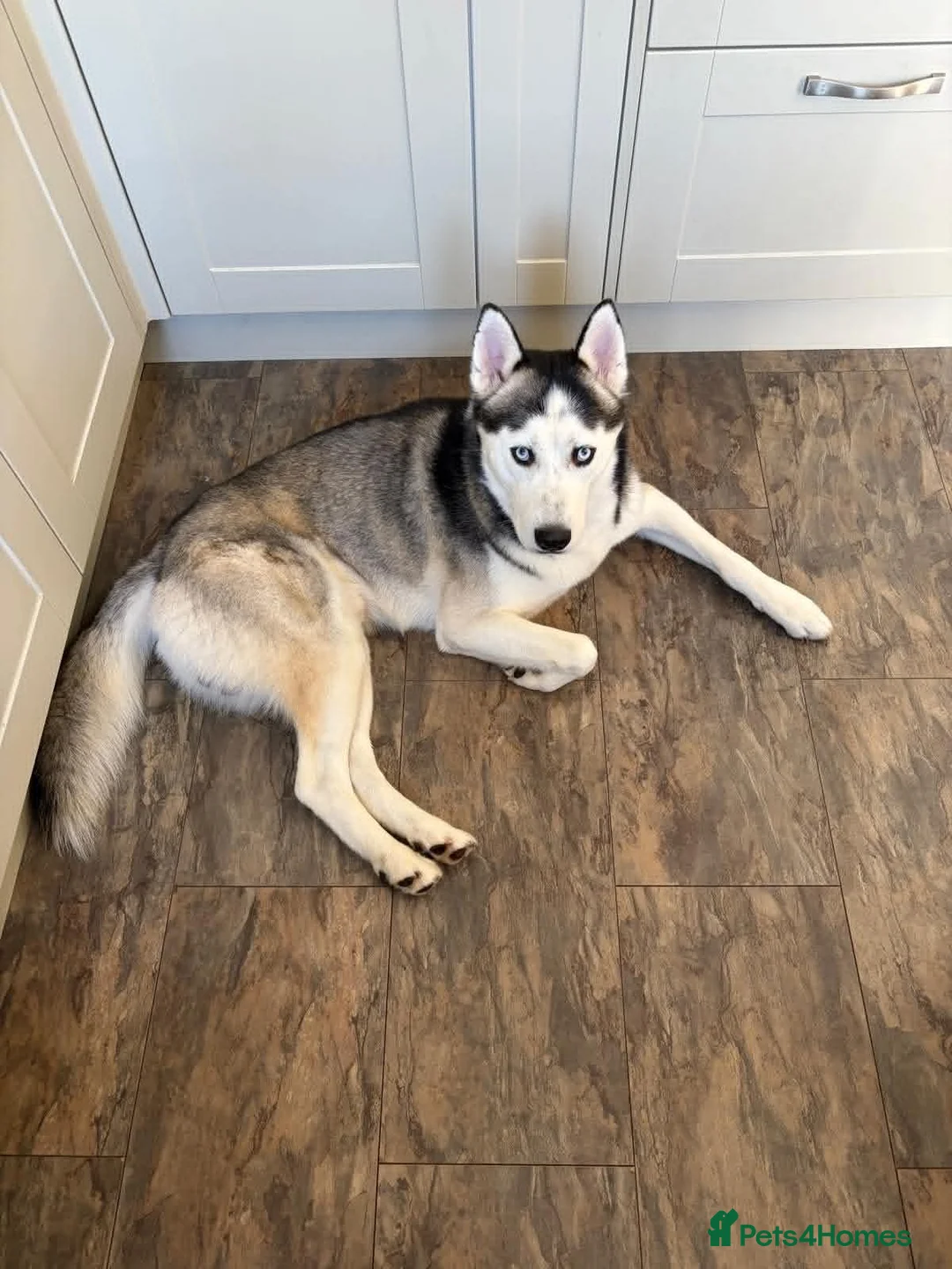 Siberian Husky dogs for sale: Buzz..... - Advert 2