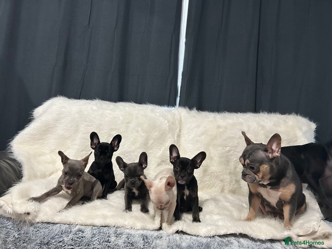 French Bulldog dogs for sale: French Bulldog pups - Advert 20