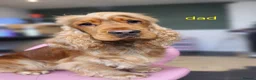 Cocker Spaniel dogs for sale: Last pup Show type cocker spaniel puppies  - Advert 27
