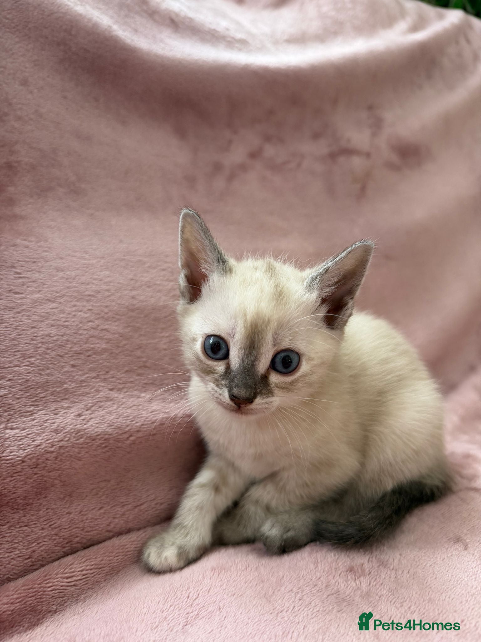 Bengal cats Bengal cross Russian blue - Advert 2