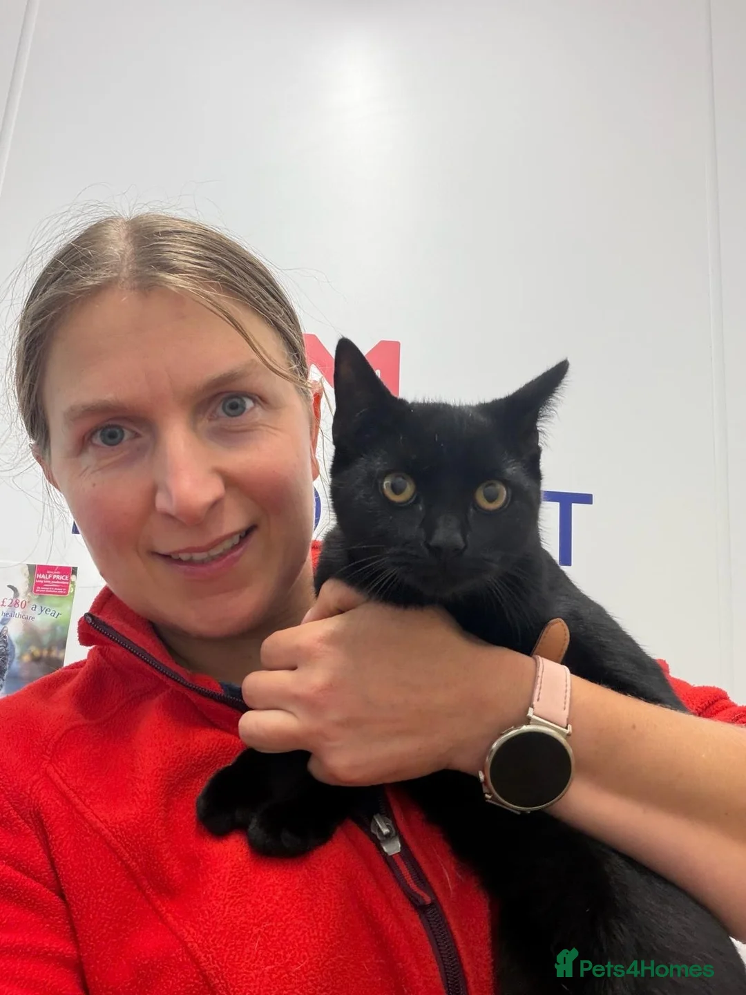 Mixed Breed cats for adoption: ❤️🐱 LUCY – A LITTLE BLACK BEAUTY - Advert 2