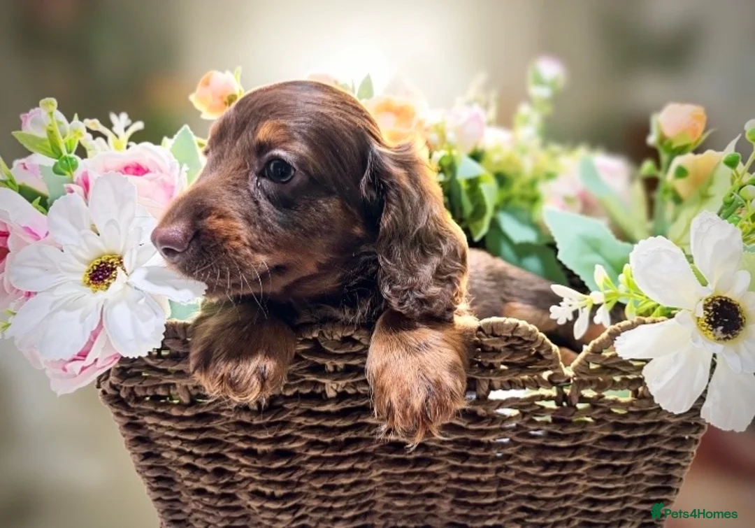 Miniature Dachshund dogs for sale: 🤎Quality miniature longhair dachshunds🤎  - Advert 2