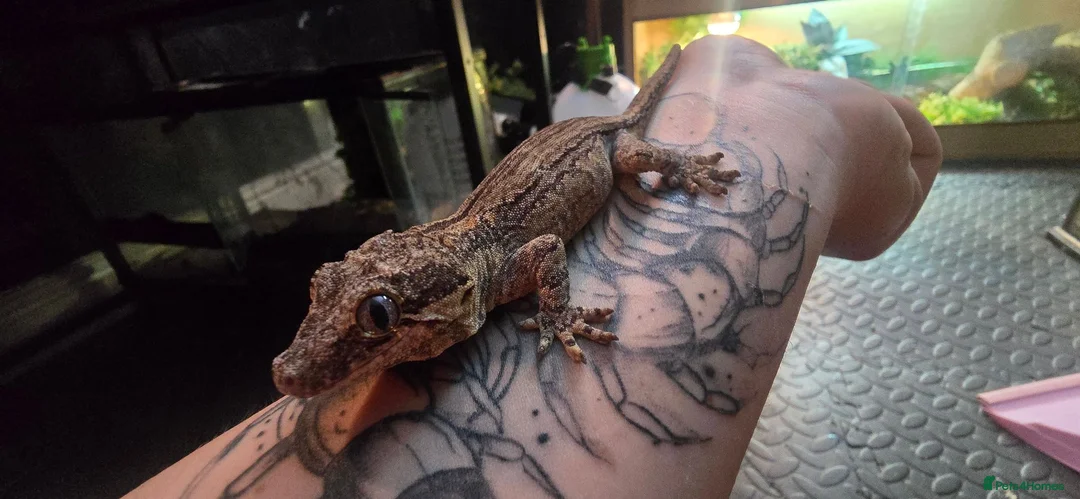 Gecko reptiles for sale: PinStripe Gargoyle Gecko - Advert 2