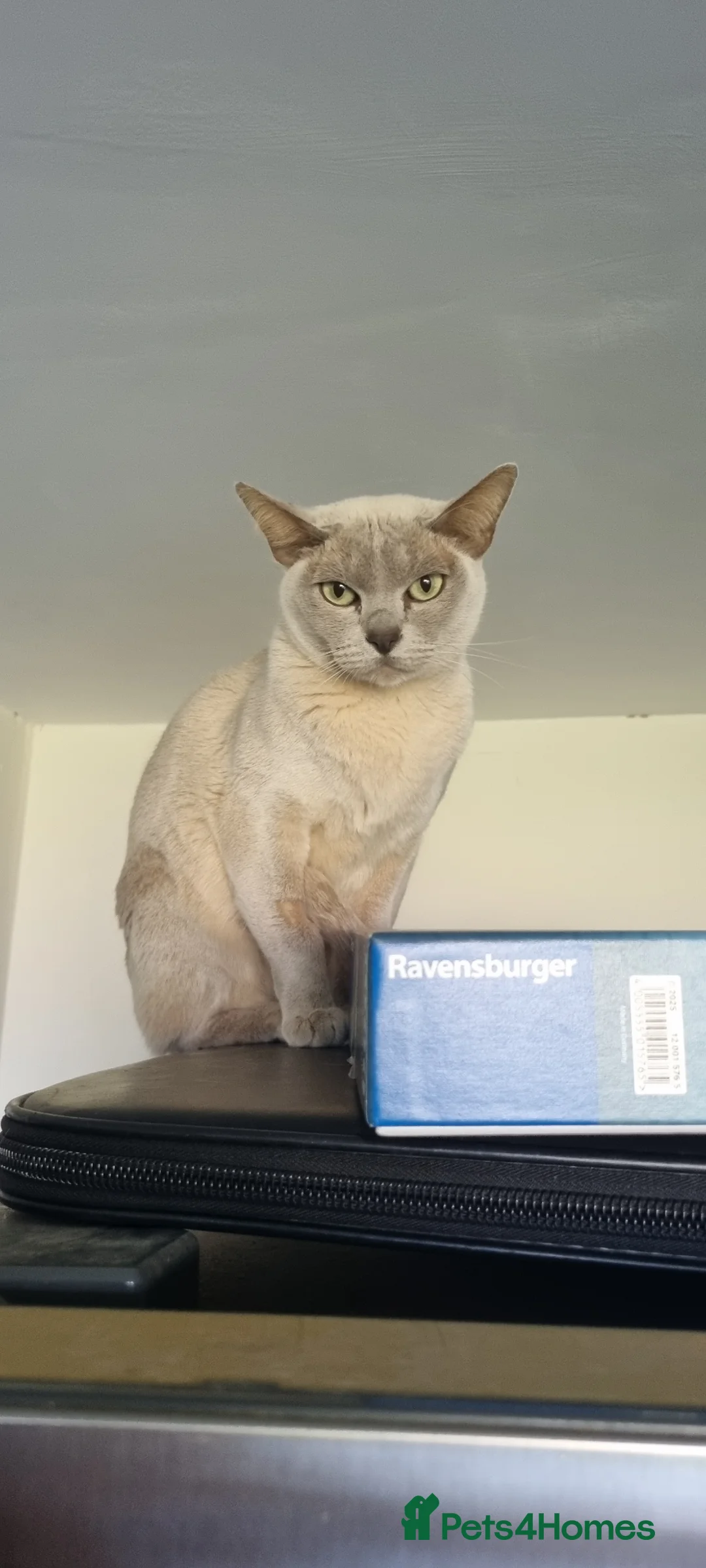 Burmese cats for sale: 4 year old Lilac Burmese - Advert 2