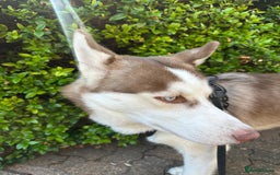Siberian Husky dogs for sale: Hugo  - Image 2