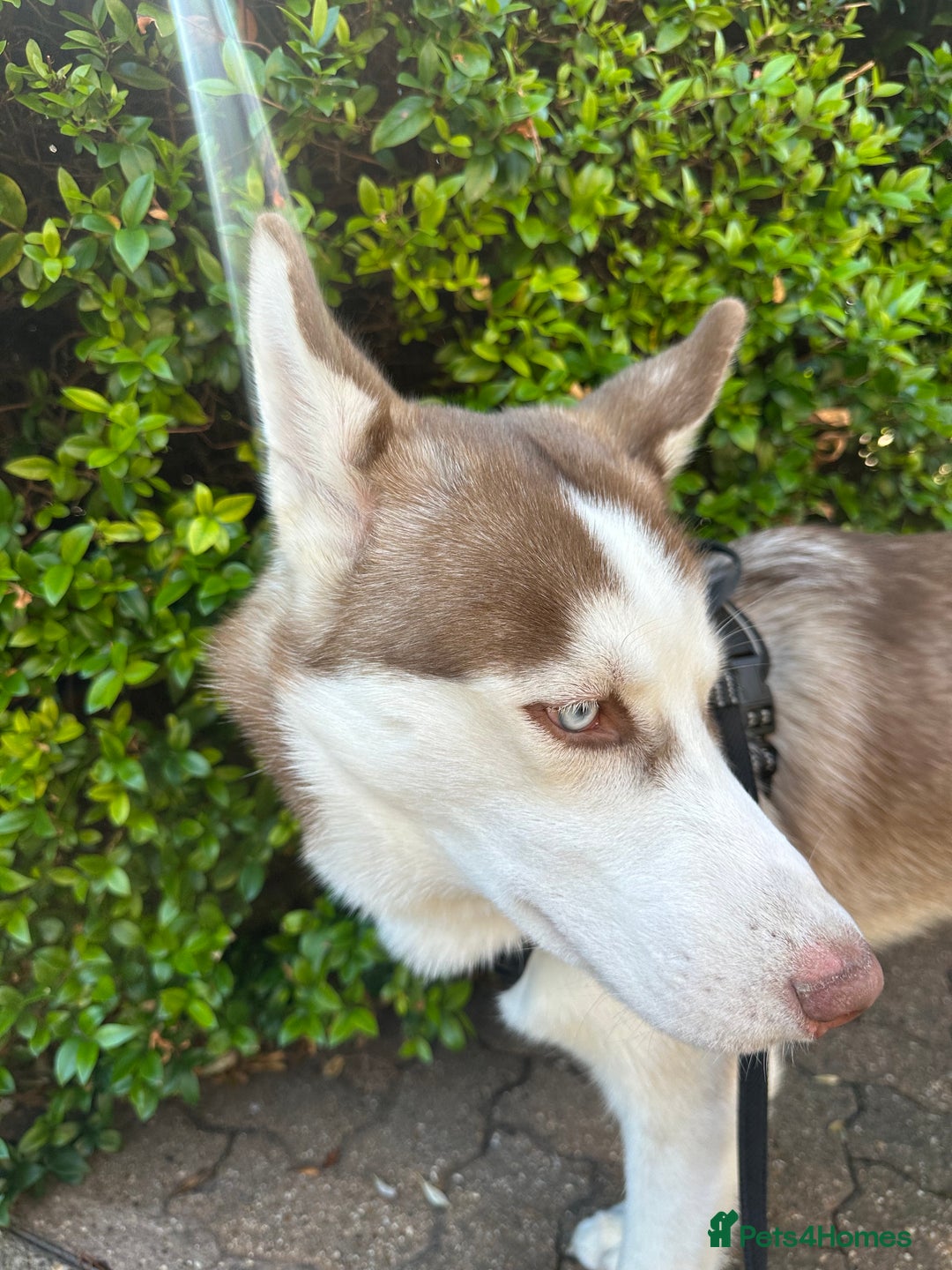 Siberian Husky dogs for sale: Hugo  - Image 2