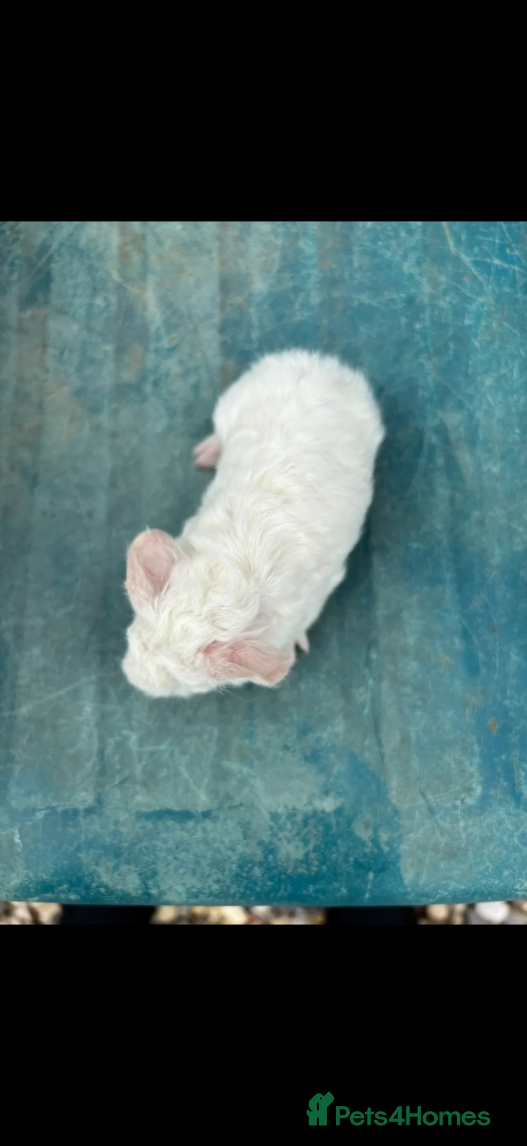 Guinea Pig rodents for sale: Our last little guinea pig girlie  - Advert 2