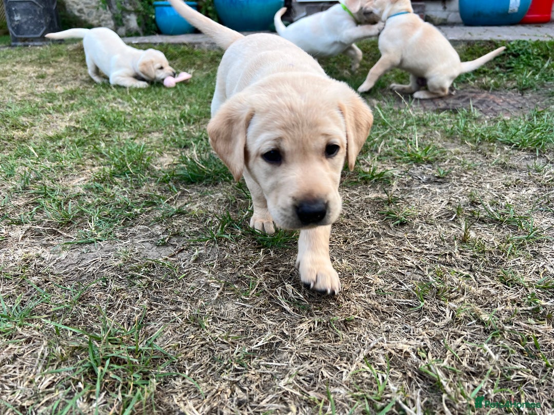 Labrador Retriever dogs for sale: Golden Labrador Puppies for Sale - Image 13