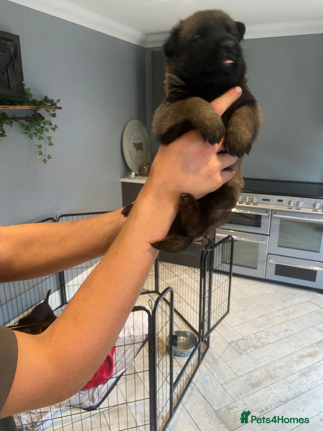 Belgian Shepherd Dog dogs for sale: Malinois x Dutch herder ready now to collect ! in Wingate - Image 18