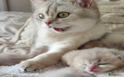 Scottish Fold cats for sale: Scottish fold - Image 18