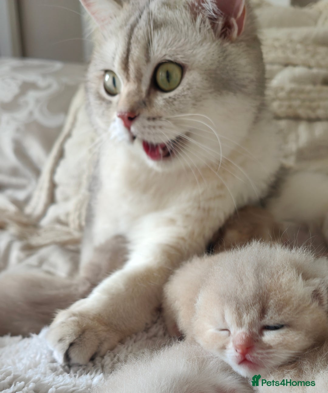 Scottish Fold cats for sale: Scottish fold - Image 18