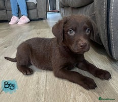 Mixed Breed dogs Chessadore Puppy’s - Advert 2