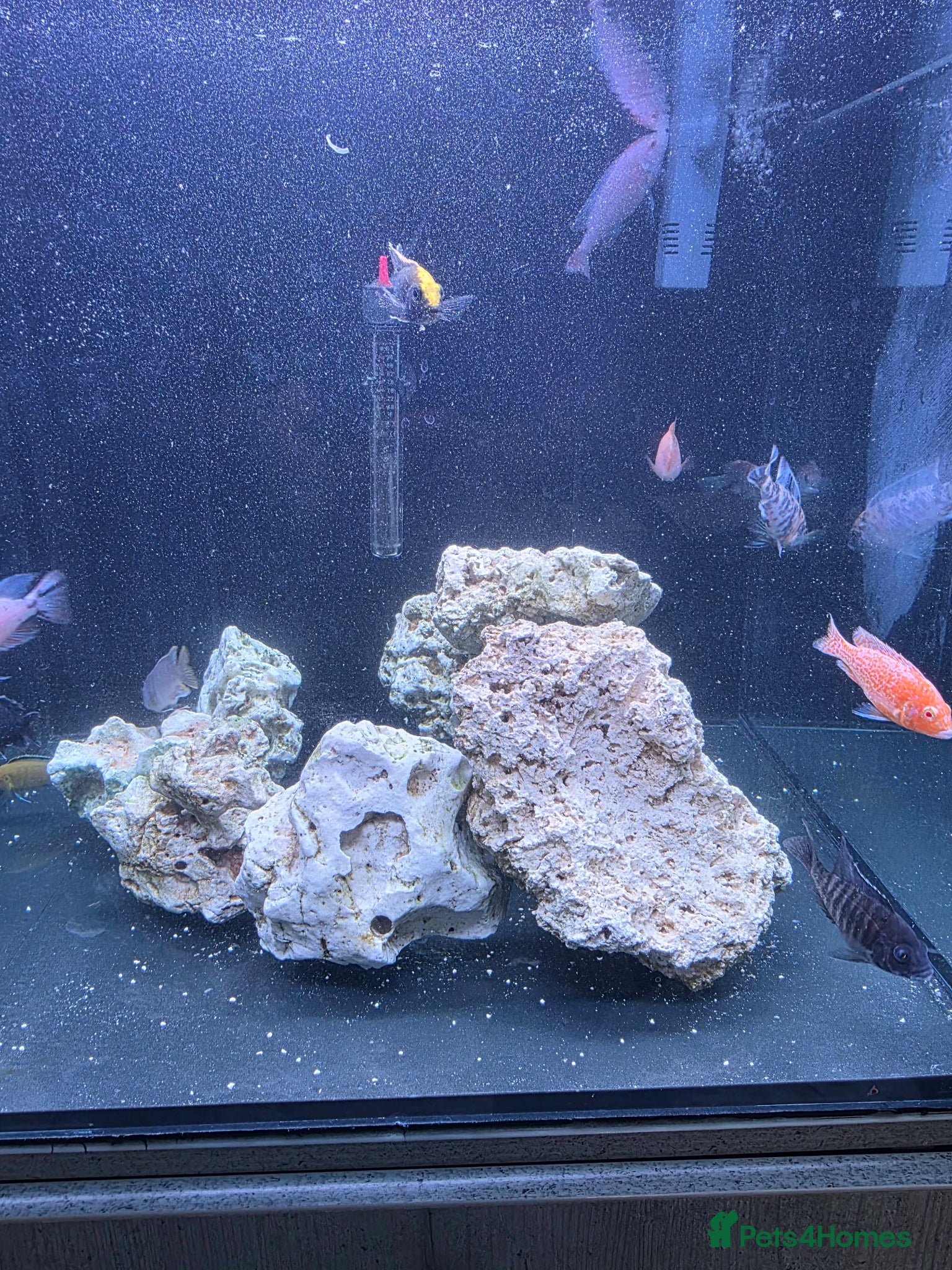 Cichlids fish African Chiclids & Aqua one 180 litre tank - Advert 2