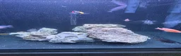 Cichlids fish for sale: African Chiclids & Aqua one 180 litre tank - Advert 2