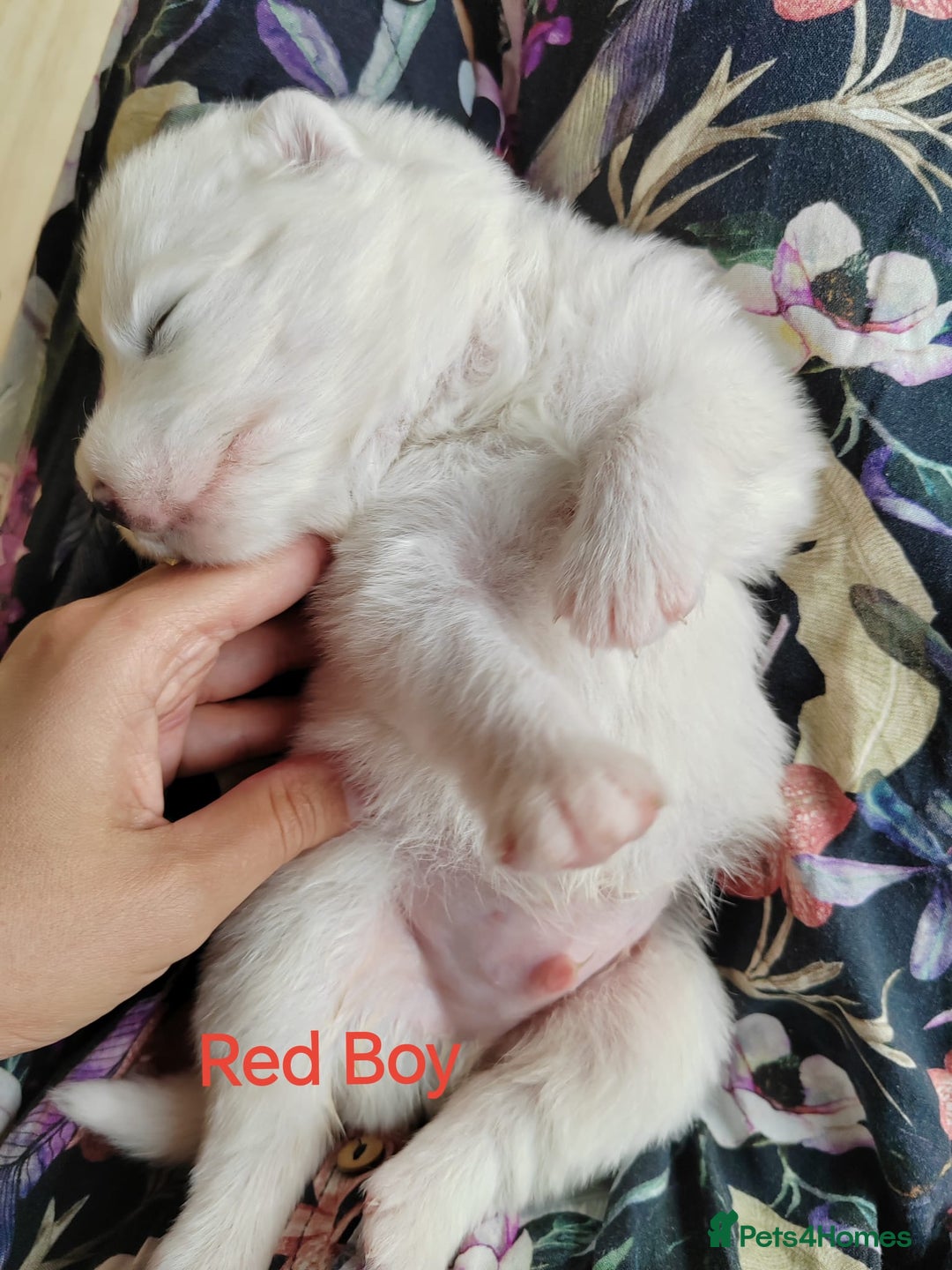 Samoyed dogs for stud: Purebred KC Registered SAMOYED Stud for Breeding  in Reading - Image 20