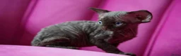Devon Rex cats for sale: ❤️ Pure Line Devon Rex Kittens Available ❤️ - Advert 24