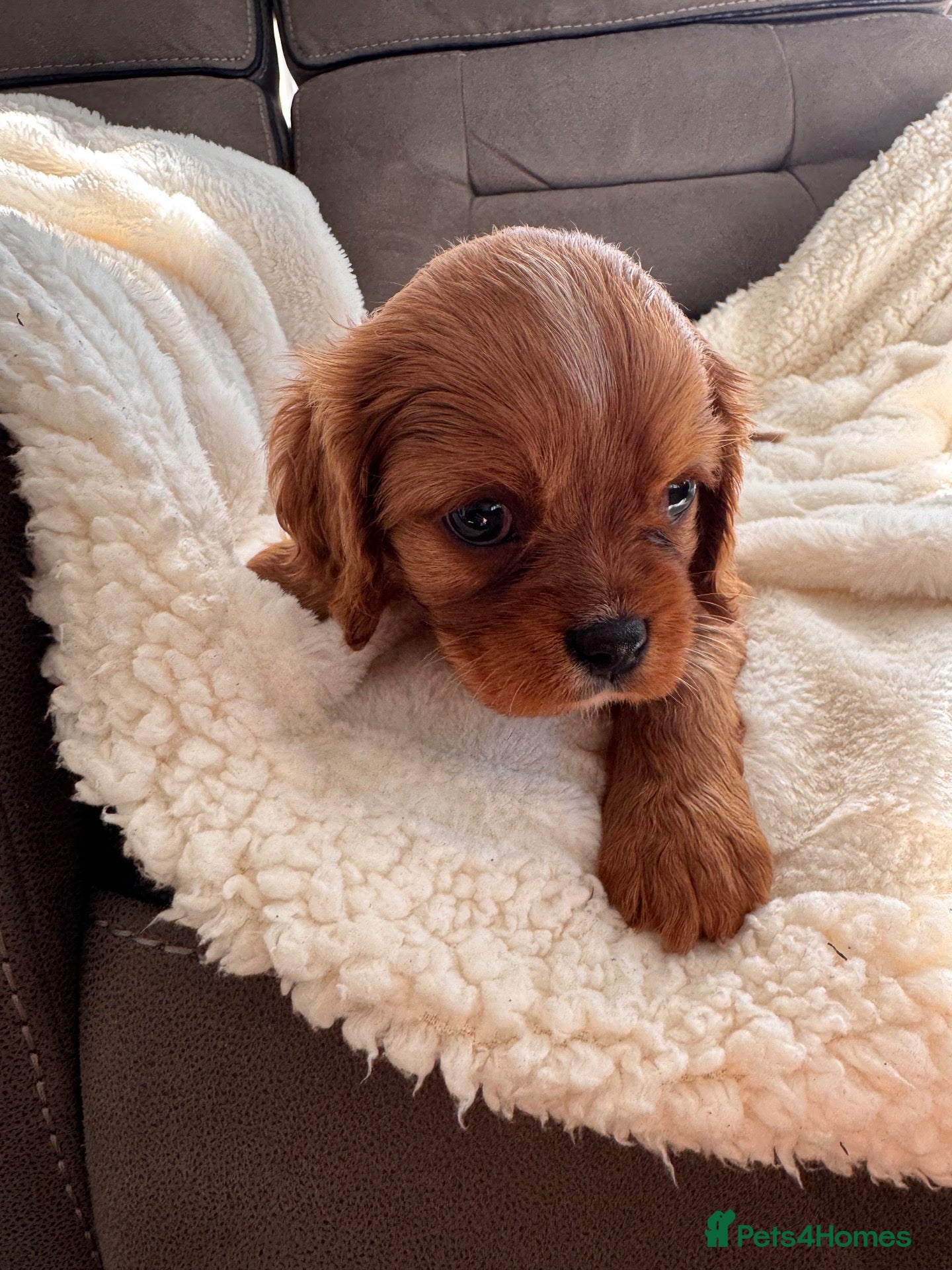 Cavalier King Charles Spaniel dogs Beautiful rubyKC boys health tested parents 😍🐶😍 - Advert 2